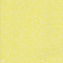 Tonga Pixie - Pumpkin Flowers - Lemon